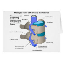 Cervical Vertebra of the Human Spinal Column Greeting Card