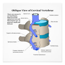 Cervical Vertebra of the Human Spinal Column Announcements