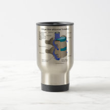 Cervical Vertebra of the Human Spinal Column Coffee Mugs