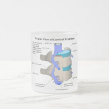 Cervical Vertebra of the Human Spinal Column Mugs
