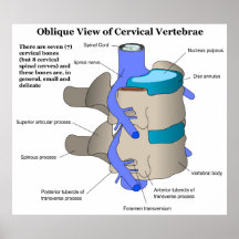 Cervical Vertebra of the Human Spinal Column Poster