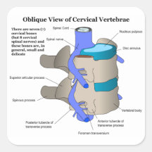 Cervical Vertebra of the Human Spinal Column Square Stickers