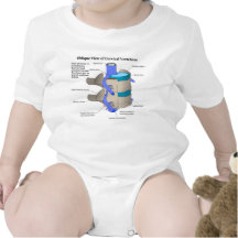 Cervical Vertebra of the Human Spinal Column Tee Shirts