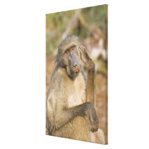 Chacma Baboon (Papio ursinus) scratching its Gallery Wrapped Canvas
