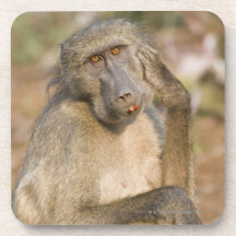 Chacma Baboon (Papio ursinus) scratching its Coasters