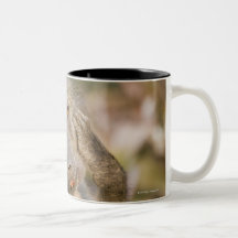 Chacma Baboon (Papio ursinus) scratching its Coffee Mugs