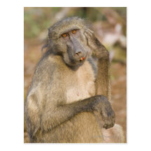 Chacma Baboon (Papio ursinus) scratching its Post Card