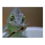 Chamaeleo calyptratus postcards