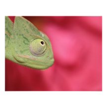 chameleon custom invitations