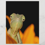 chameleon full colour flyer