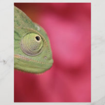 chameleon personalised flyer