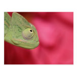chameleon postcards