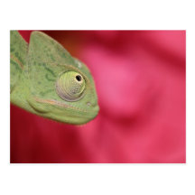 chameleon postcards