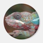 chameleon refrigerator magnet