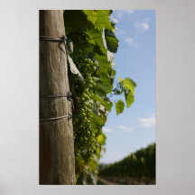 Chardonnay Grapes Poster