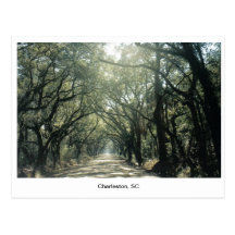 Charleston, SC Oak Trees Postcard