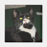 Charli Cat Attitude Refrigerator Magnets