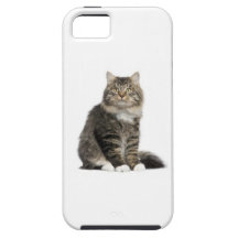 Chat Main coon Coque iPhone 5