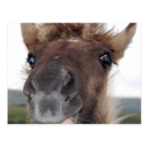 Cheeky Dartmoor Pony Postcard