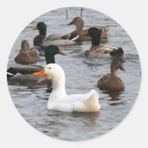 Cheeky Duck Round Stickers