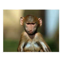 Cheeky Monkey - Cute Baby Baboon Postcards