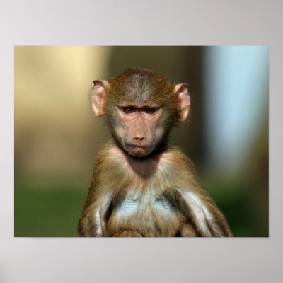 Cute Babies Posters on Cheeky Monkey   Cute Baby Baboon Poster   Print By Digital Wallpapers