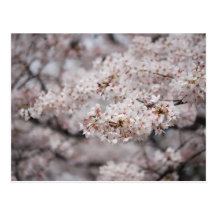 Cheery Blossom Postcards