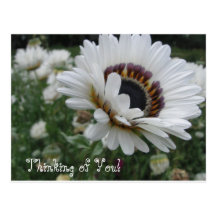 Cheery Thinking of You Postcards