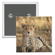 Cheetah, Acinonyx jubatus, cub laying downin Buttons