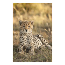 Cheetah, Acinonyx jubatus, cub laying downin Photo Print