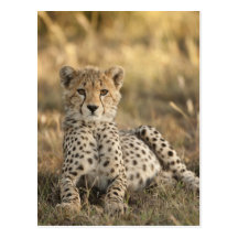 Cheetah, Acinonyx jubatus, cub laying downin Post Card