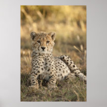 Cheetah, Acinonyx jubatus, cub laying downin Print