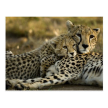 Cheetah, Acinonyx jubatus, with cub in the Masai 2 Post Card