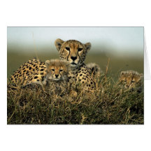 Cheetah and Cub Card