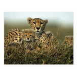 Cheetah and Cub Postcards