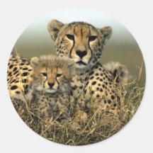 Cheetah and Cub Stickers