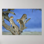 Cheetah Brothers Plakat