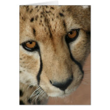 Cheetah Cat Greeting Card