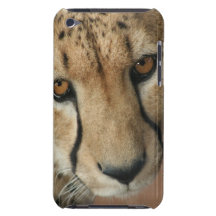 Cheetah Cat  iTouch Case iPod Case-Mate Cases