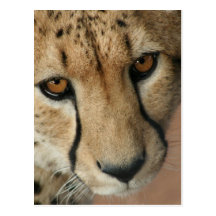 Cheetah Cat Postcard