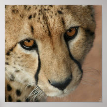 Cheetah Cat Print
