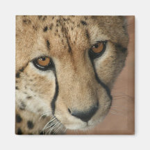 Cheetah Cat Square Magnet