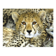 Cheetah Cub 2 Post Cards