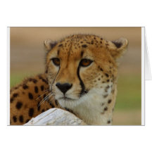 Cheetah Greeting Cards