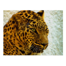 Cheetah Postcard