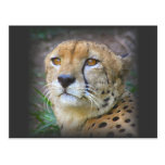 cheetah postcards