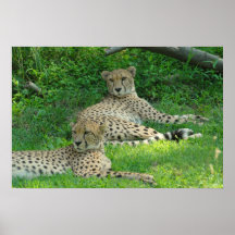 Cheetah Poster