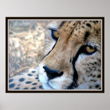 Cheetah Poster