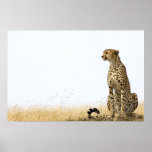 Cheetah Posters