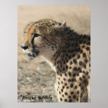 Cheetah Poster